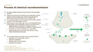 Mental Health - Fundamentals of Neurobiology - slide 11